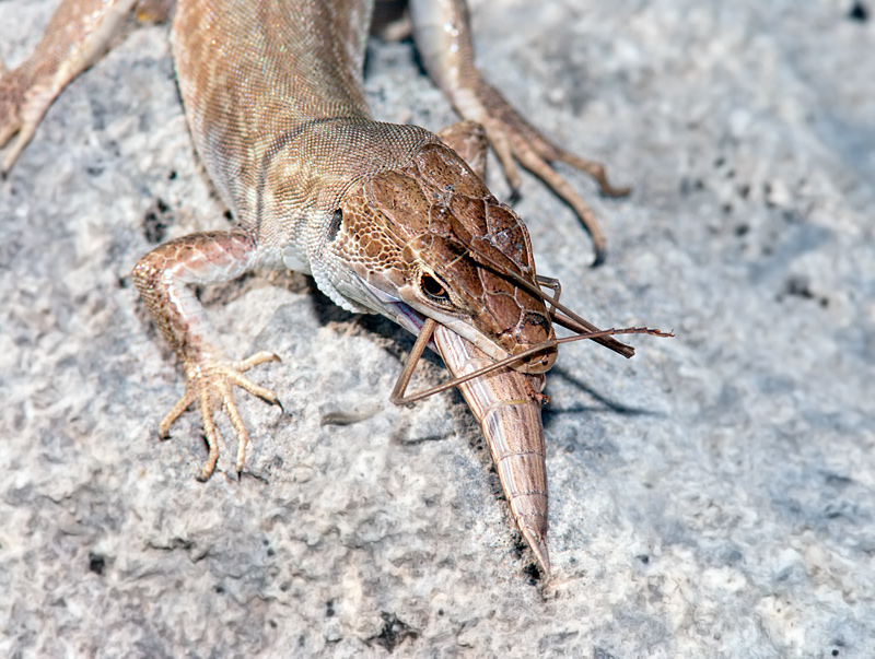 Podarcis sicula con preda e geco da indent.
